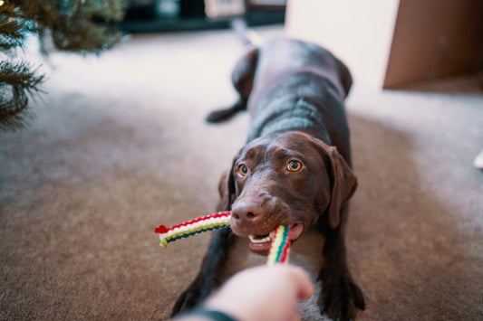 How to Choose the Right Dog Toys for Mental and Physical Stimulation - Paws n Smiles