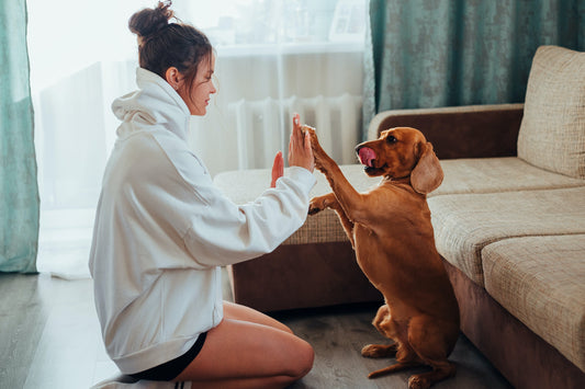 Understanding Dog Body Language: A Guide to Canine Communication - Paws n Smiles